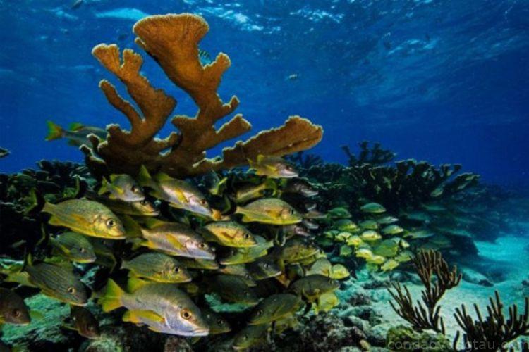 sinh vật biển ở Côn Đảo